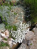 Cerastium grandiflorum (fam Caryophyllacees) (Balkans, Caucase) (1) (Photo F. Mrugala)
